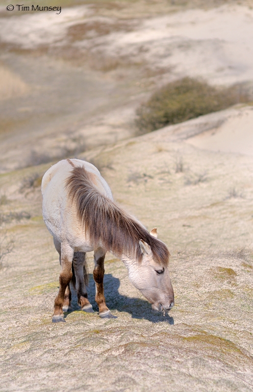 Konik Horses 0410_3.jpg